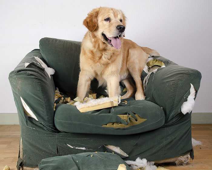 Как отучить щенка или собаку грызть вещи, мебель, обои, провода, обувь?..