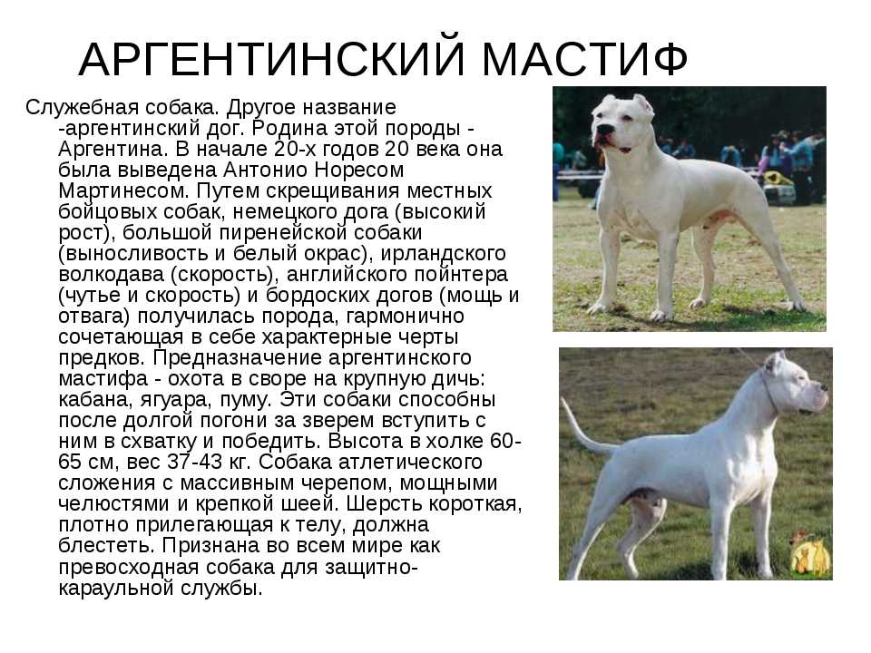 Описание породы собак аргентинский дог с отзывами владельцев и фото