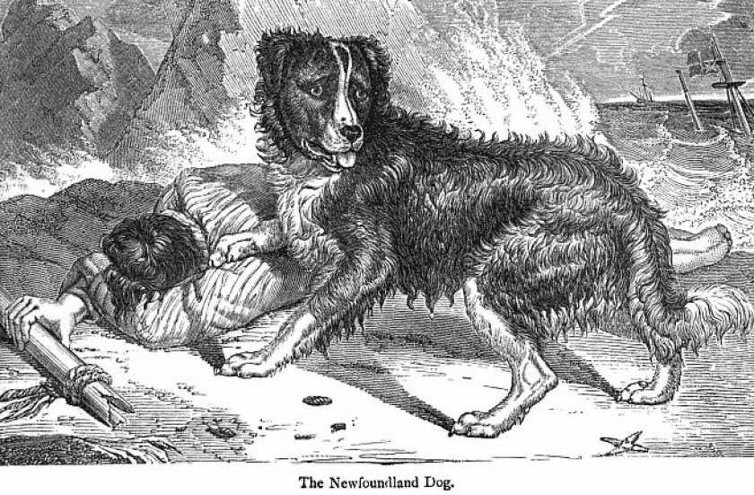 Ньюфаундленд (88 фото): описание породы собак-водолазов и характера щенков. как подобрать вольер для них? сколько живут? отзывы владельцев