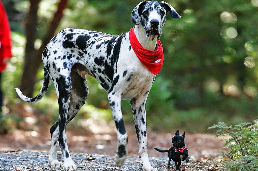 Топ-25 самых красивых собак в мире по породам и окрасам