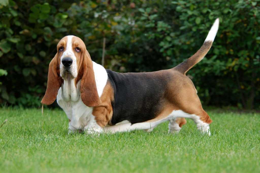 Бассет-хаунд фото, описание породы собак, цена щенка, отзывы владельцев