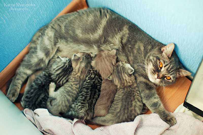 Роды у кошки: признаки, уход до и после родов, как принять роды