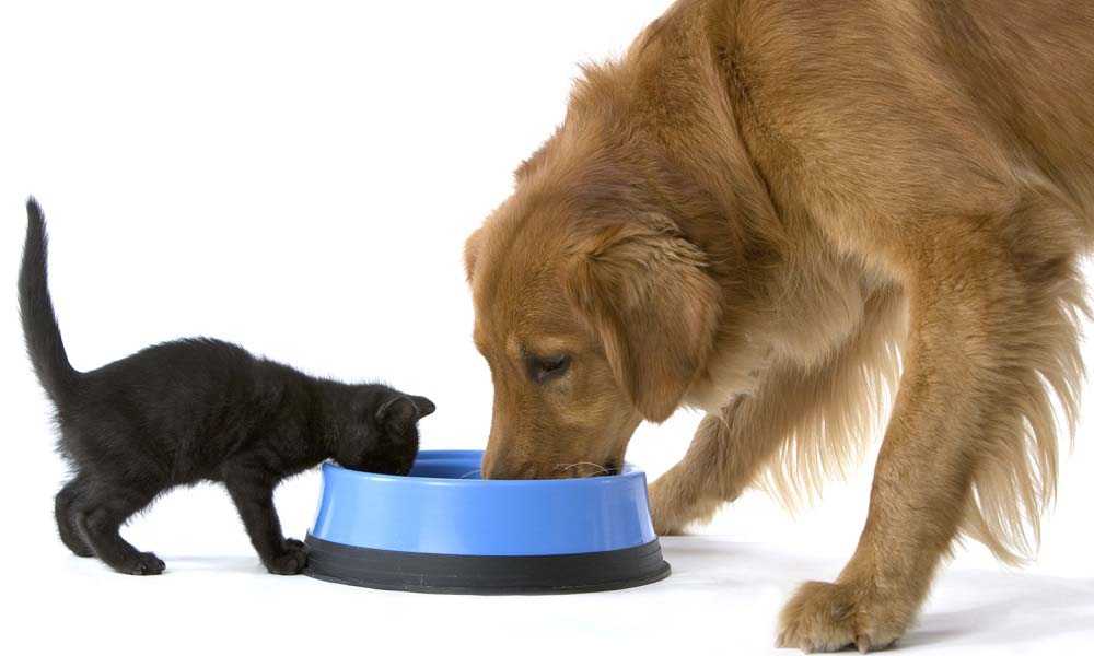 Можно ли кормить собаку кошачьим кормом: отвечаем подробно