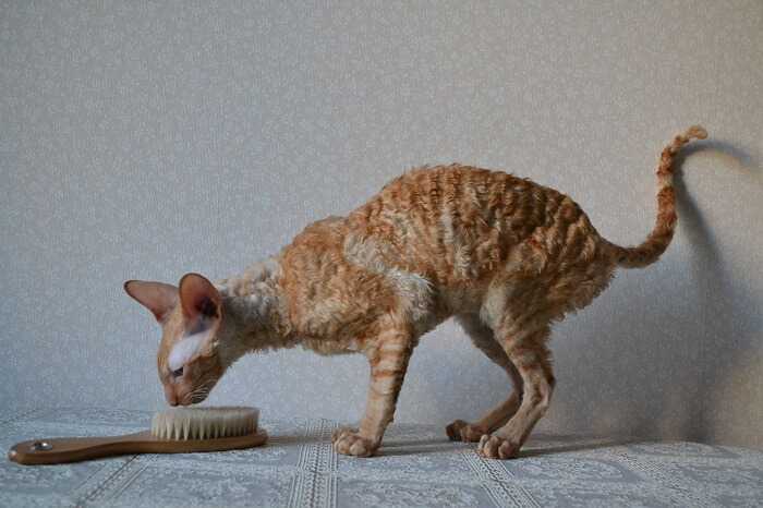 Длинношёрстные кошки. секреты ухода | блог ветклиники "беланта"