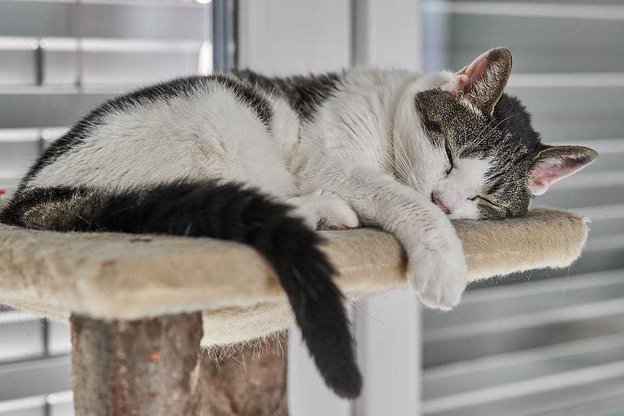 Котёнок постоянно спит: почему, что делать, надо ли его будить, надо ли вести к ветеринару. сонливость у котят: норма или нарушение?