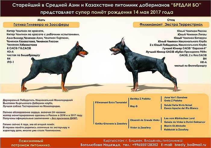 Доберман собака. описание, особенности, уход и цена добермана | sobakagav.ru