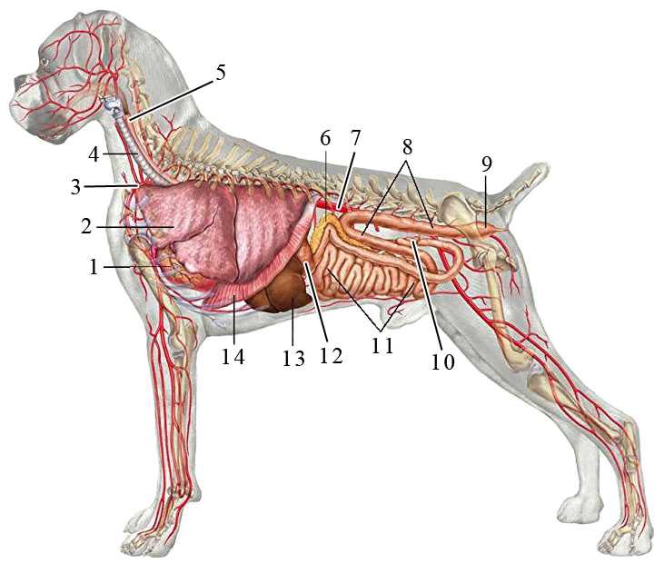Пищевод собаки. Анатомия пищеварительной системы собаки. Анатомия собаки трахея и пищевод. Кровеносная система собаки анатомия.