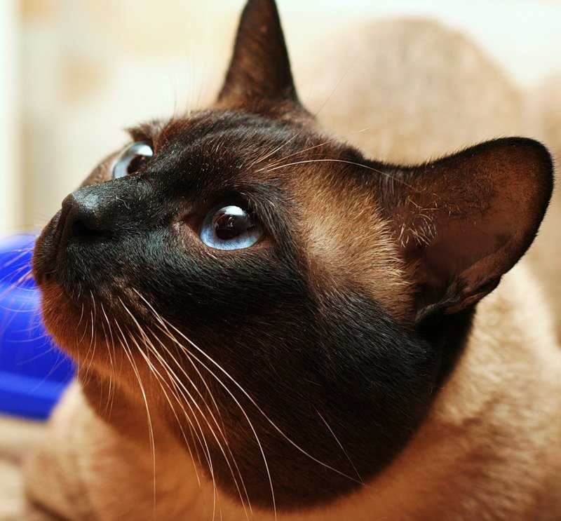 Тайская кошка и сиамская кошка – отличия во внешнем виде, характере, поведении