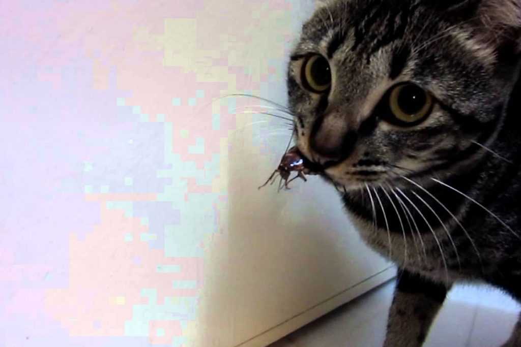Если вы живете в частном доме то, наверное, неоднократно сталкивались с проблемой, когда кот съел отравленную мышь.