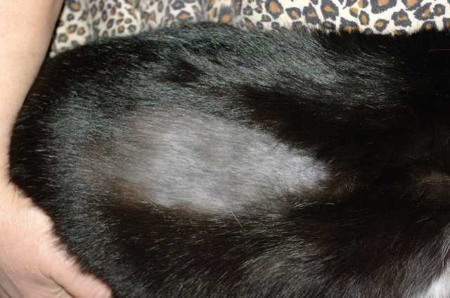 5 причин почему у кошки выпадает шерсть у хвоста