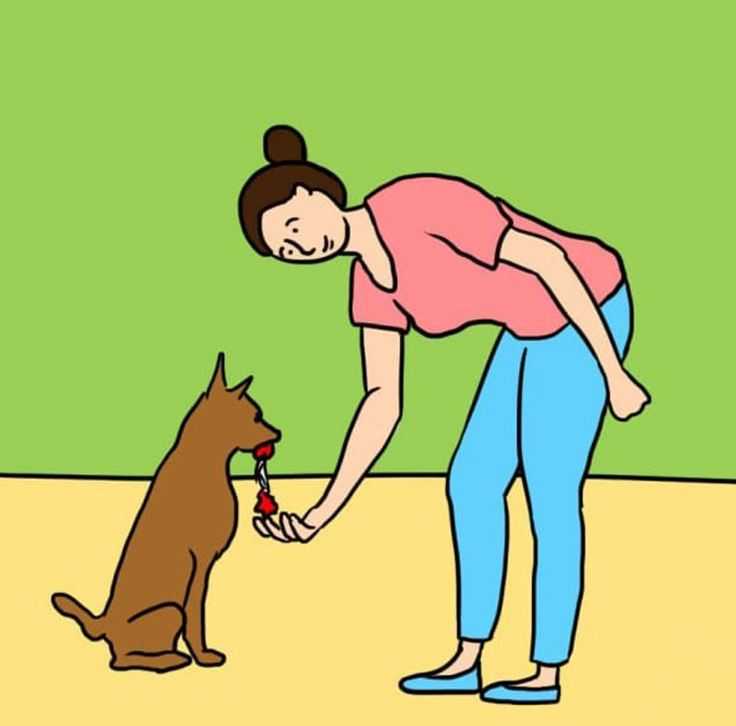 Почему собака лижет пол, бетон, асфальт и другие поверхности: причины поведения, действия хозяина