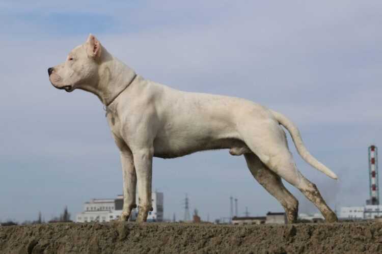 Идеальная охотничья и охранная собака – аргентинский дог