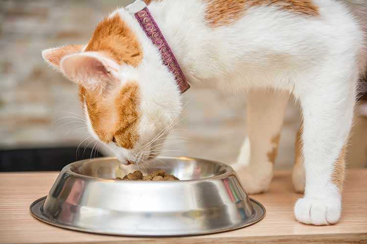 Как приучить кошку есть сухой корм, интересует многих хозяев, которые не могут уделять приготовлению питания для своего питомца достаточно времени. Такое