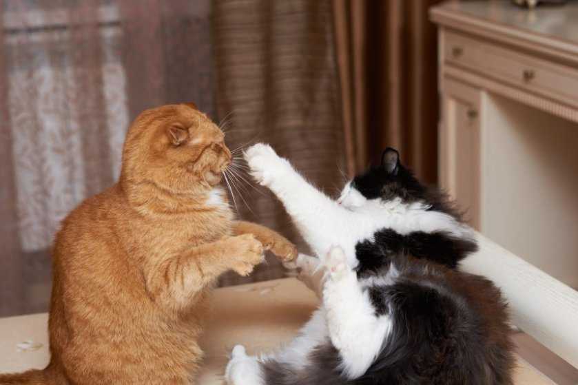 Кошка стала агрессивной: главные причины «ненормального» поведения