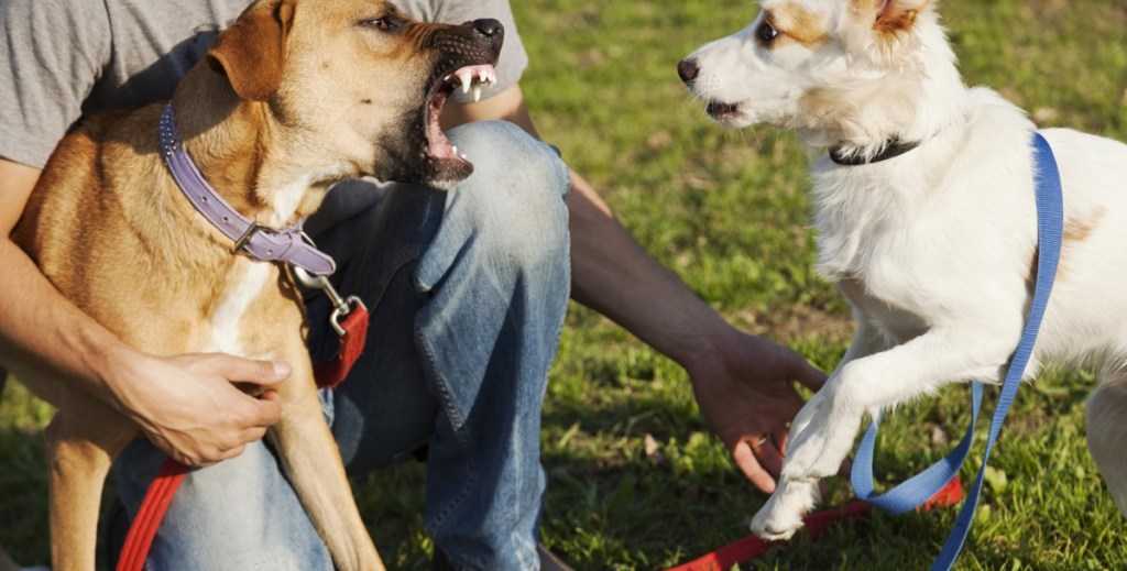 Игры для собак дома и на прогулке | советы perfect fit™