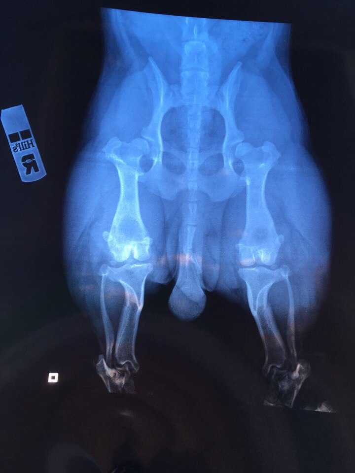 Дисплазия суставов у собак лечение. Вывих ТБС У собак рентген. Подвывих и дисплазия тазобедренных суставов у собак. Дисплазия тазобедренного сустава у собак рентген.