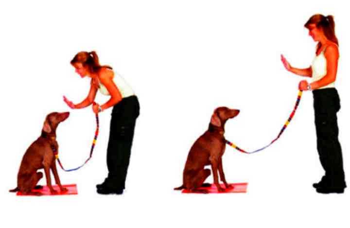 Дрессировка собак: список команд, как дрессировать