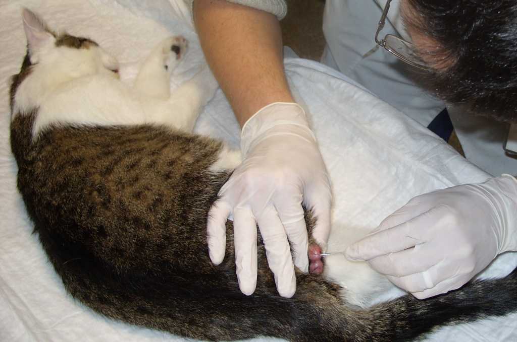 Всё о стерилизации кошек: когда можно стерилизовать, виды, операция, уход, осложнения, за и против - vet-call24 киев
