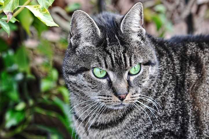 Чёрный кот с зелёными глазами: фото и описание породы кошек