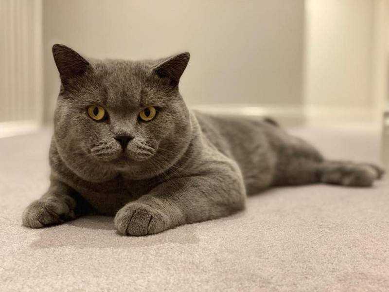 Британская кошка - фото, описание породы, характер