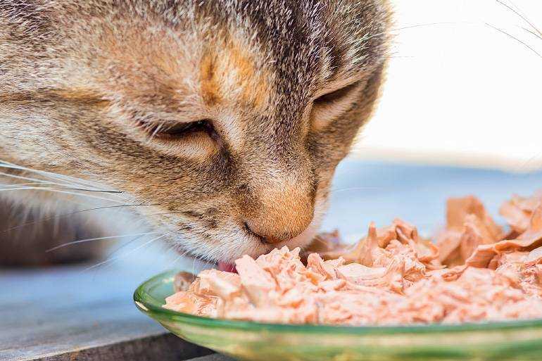 Рейтинг сухих кормов для кошек — плюсы и минусы, выбор правильной дозировки, советы по кормлению, мифы о питании сухим кормом