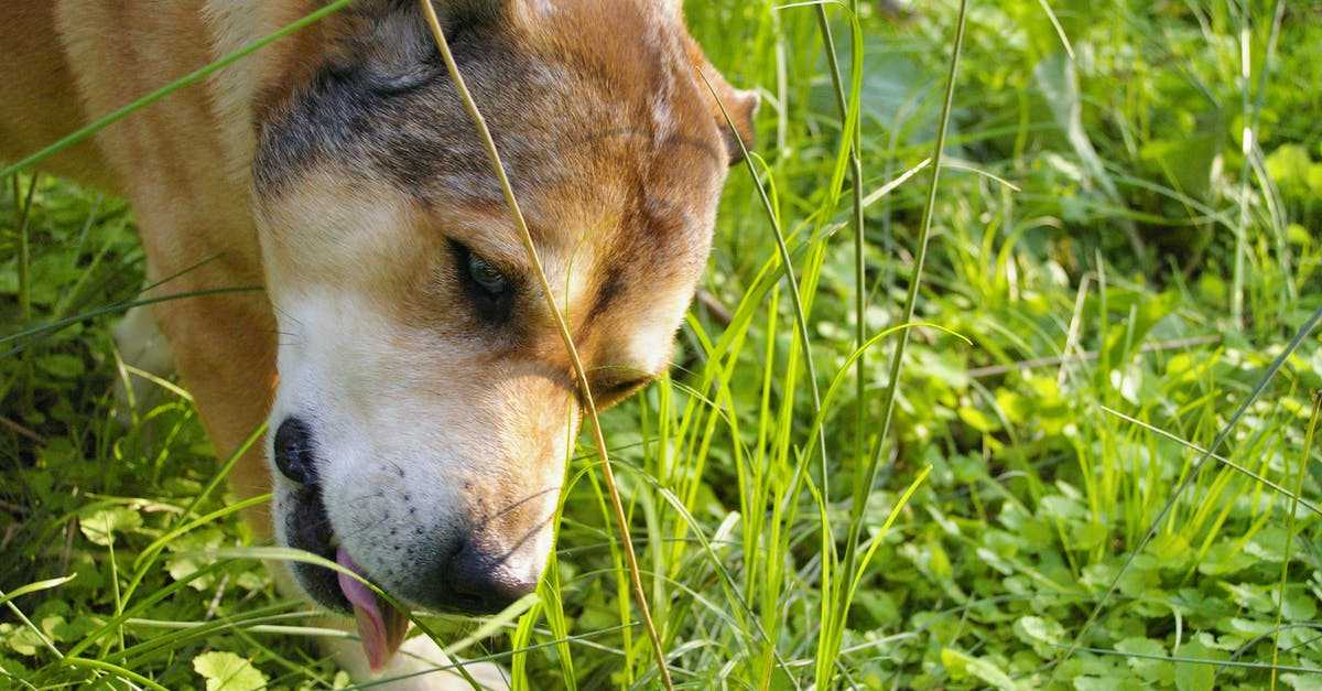 Почему собака ест траву: какая причина у странного поведения?