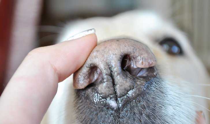 Почему у собаки сухой нос и что делать?