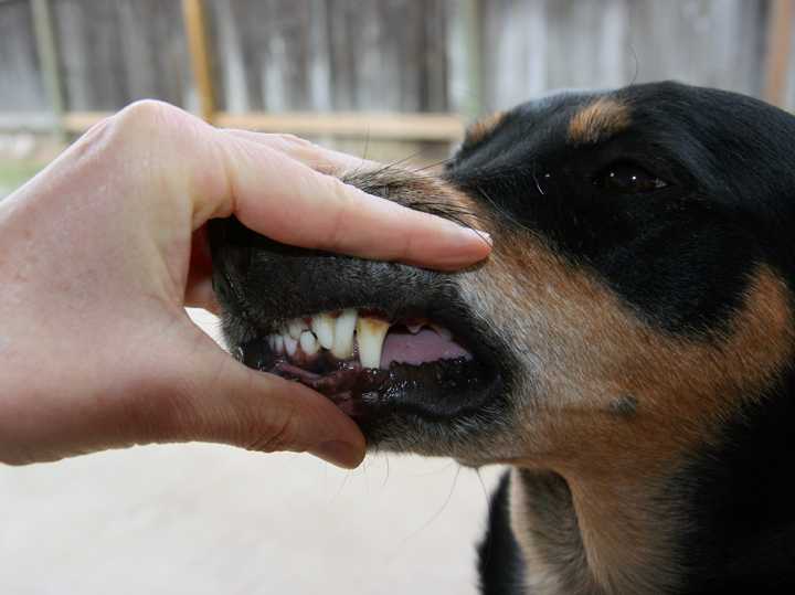 Почему у собаки пахнет из пасти — топ-8 причин