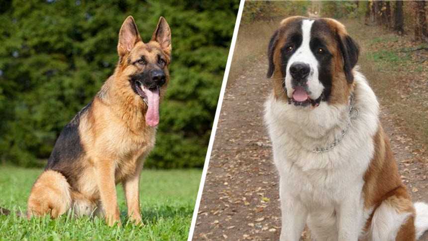 Сторожевые собаки: все виды лучших пород для частного дома
