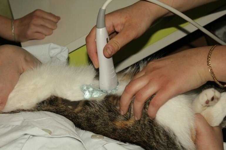 Диета для кошек при мочекаменной болезни с образованием цистиновых уролитов, фосфатов и силикатов