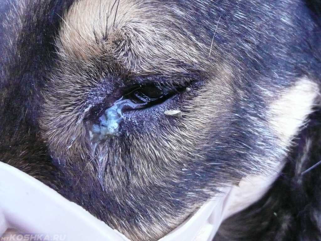 Заболевания глаз у собак: симптомы, лечение, профилактика - интересное про собак