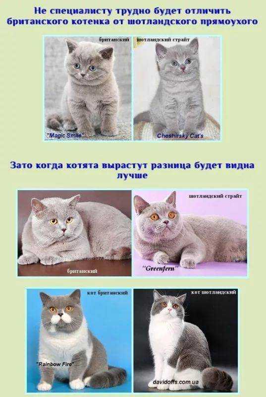ᐉ сколько рожает кошка? - ➡ motildazoo.ru