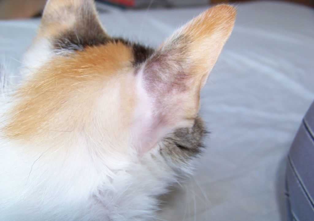 Кожные болезни кошек - симптомы и лечение
