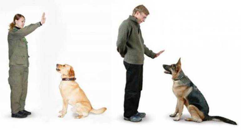 Как научить алабая команде чужой. как научить собаку команде «чужой»? обучение собаки лаять на чужих