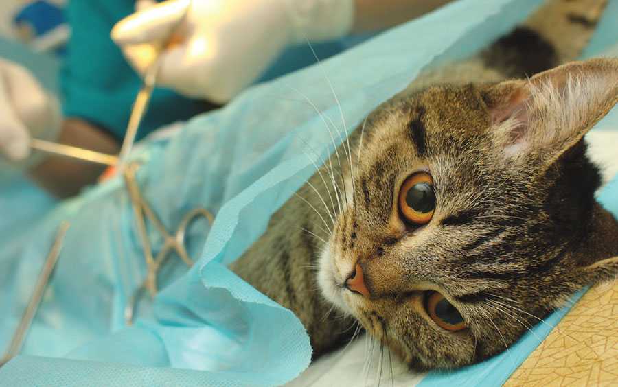 Уход за кошкой после стерилизации: советы в первые 7 дней