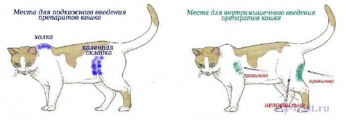 Как сделать укол кошке в домашних условиях: пошаговая инструкция