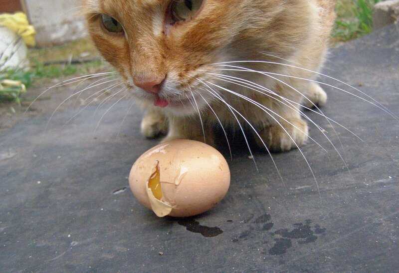 Кошке можно давать яйцо. Кот ворует яйца. Кошка с куриным яйцом.