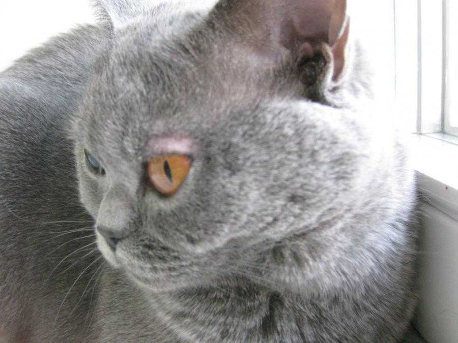 У кота лысеют уши, появляются залысины над глазами или под ними: почему выпадает шерсть у кошки?