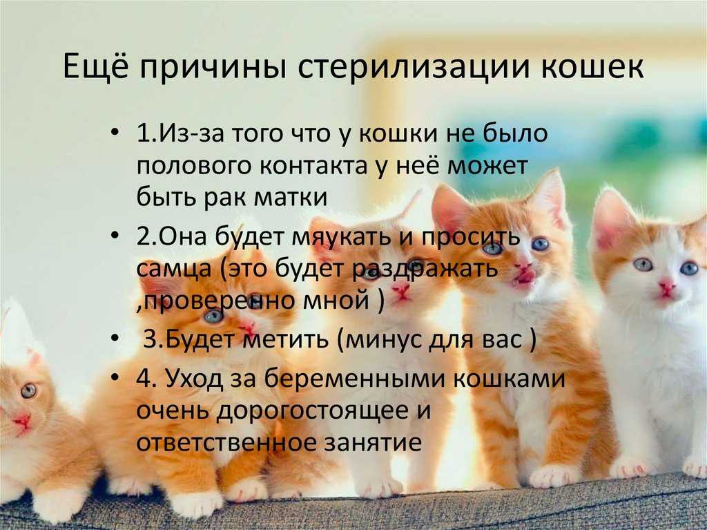 Почему стерилизованная кошка орет - причины