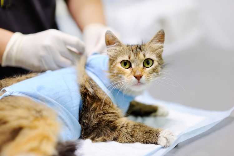 Стерилизация кошек: плюсы и минусы, как проводят и что делать после нее