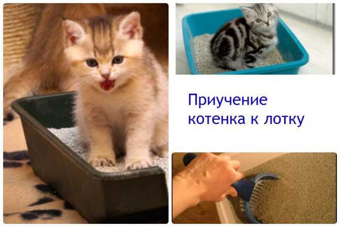 Как приучить котенка к лотку в квартире легко и быстро: проверенные способы, советы и рекомендации