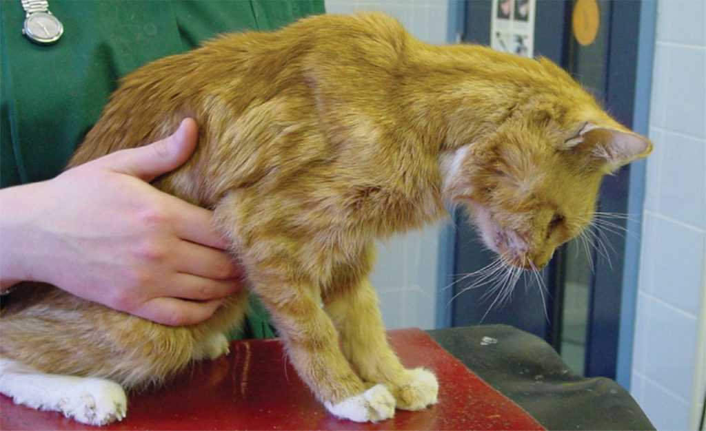 Мочекаменная болезнь у кошек: симптомы и лечение