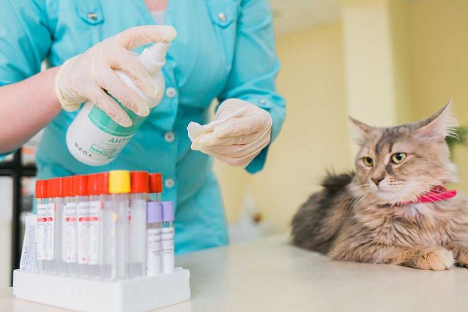 Как вылечить насморк кошке в домашних условиях?