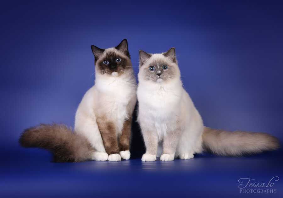 Рэгдолл (60 фото): описание кошек породы рэгдолл, особенности характера котят и взрослых котов. варианты окраса. отзывы владельцев