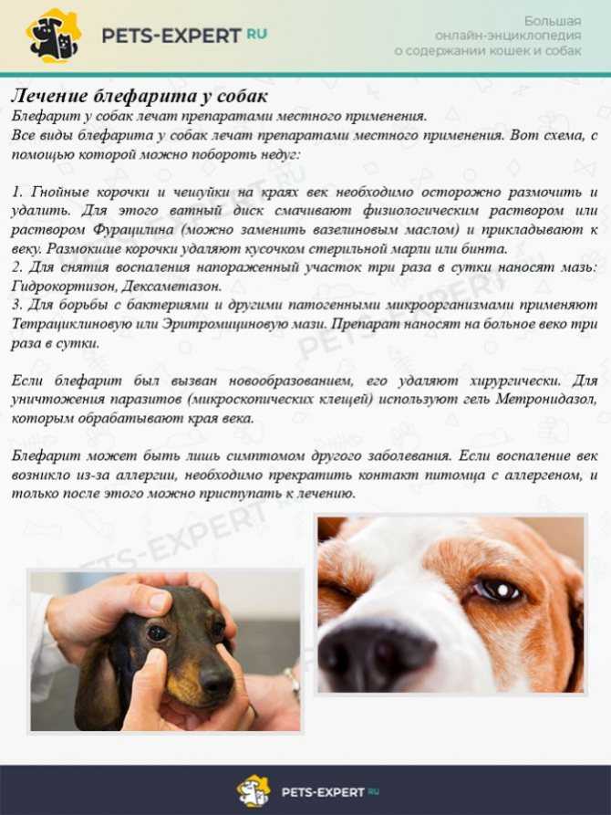 Собака кашляет, как будто подавилась: что делать хозяину, причины и сопутствующие симптомы, лечение и профилактика