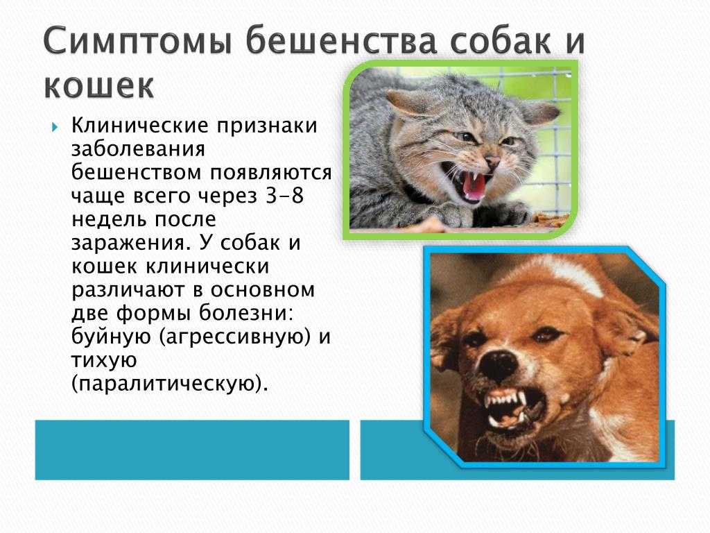 Если укусила бешеная кошка: симптомы и признаки бешенства у человека после укуса кошки или кота, есть ли прививка от бешенства для людей