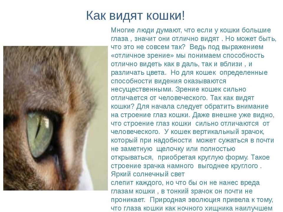 Какие цвета различают кошки и каким они видят мир