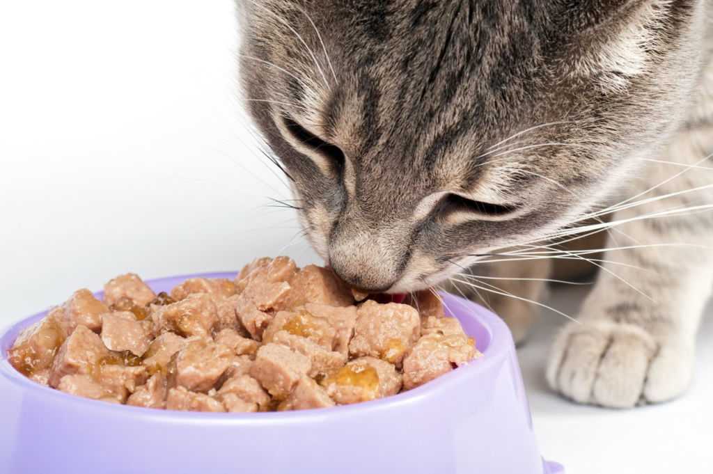 Можно ли кота кормить сырым мясом и какие существуют ограничения?