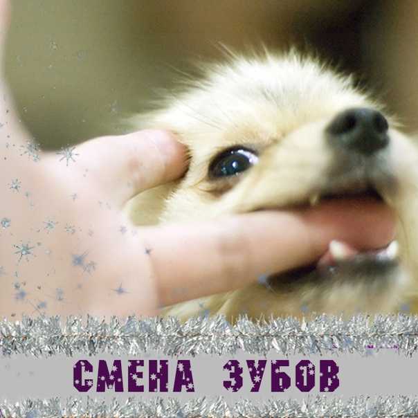 К чему снится собака женщине? значение и толкование сна - tolksnov.ru