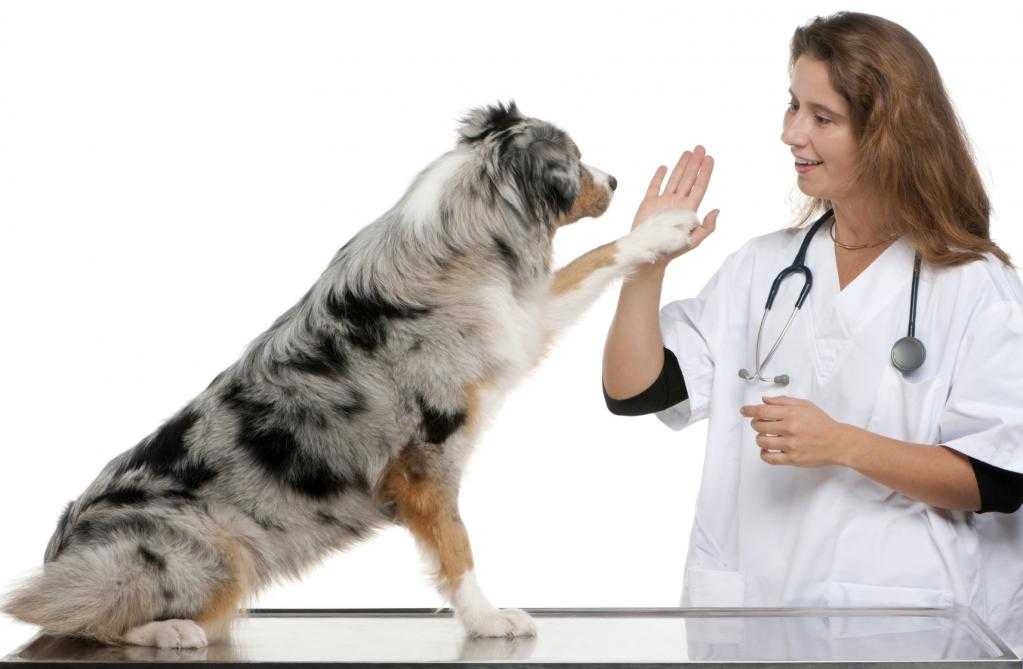 Цирроз и фиброз печени у собак